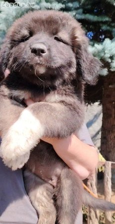 Kaukazusi fajta tiszta szukák