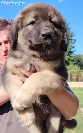 Kaukazusi fajta tiszta szukák