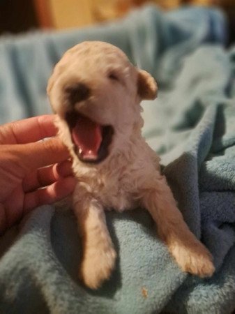 Máltai+uszkár=Maltipoo havanese bichon