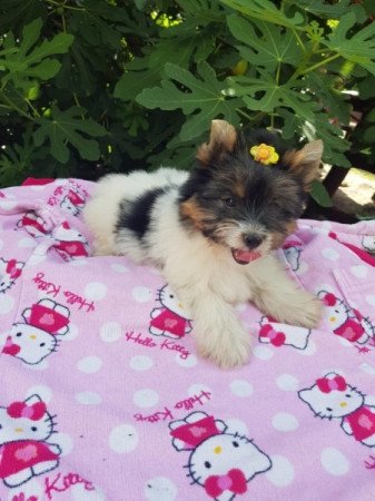 Yorkshire terrier biewer