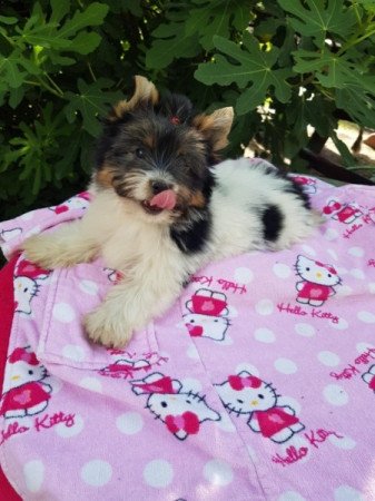 Yorkshire terrier biewer