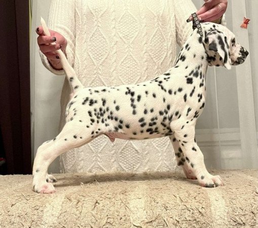 Dalmata