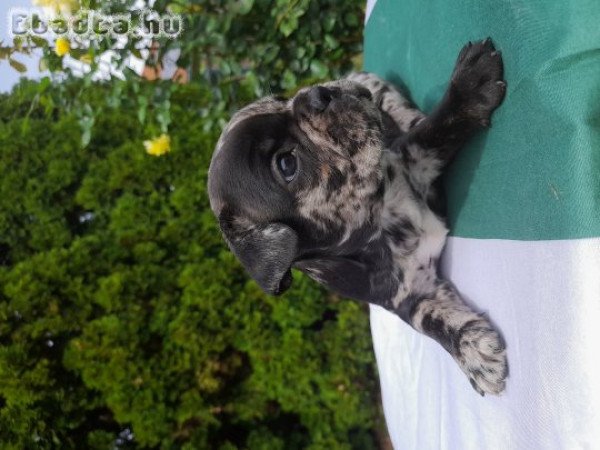 Foglalható cuki francia bucik