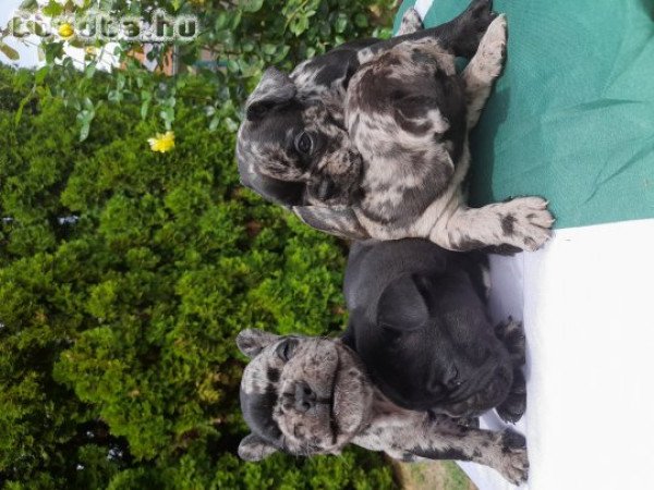 Foglalható cuki francia bucik