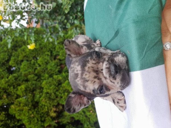 Foglalható cuki francia bucik