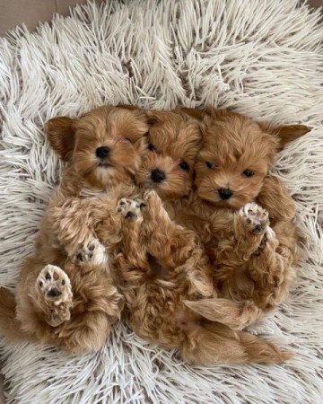 Máltai+uszkár=Maltipoo havanese bichon