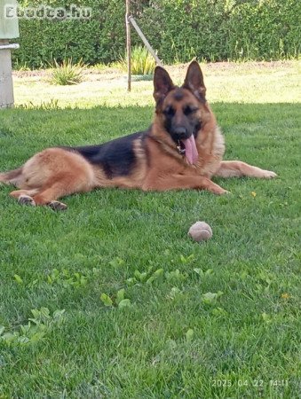 Németjuhász Nőstény