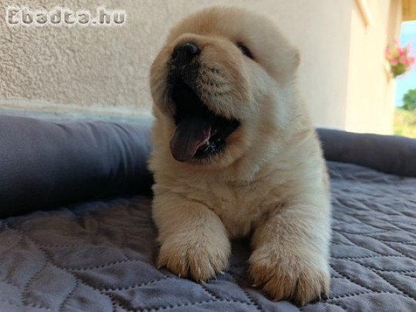 Chow-chow