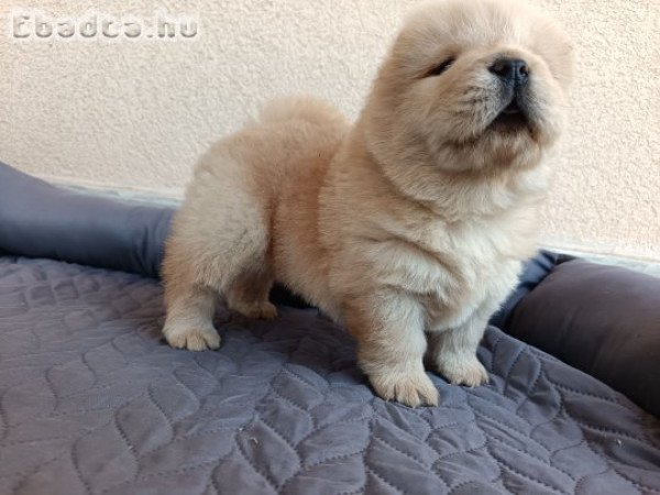 Chow-chow