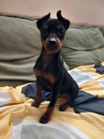 Német törpe pincser