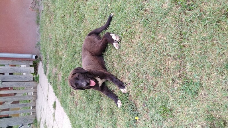 Közép ázsiai juhászkutya