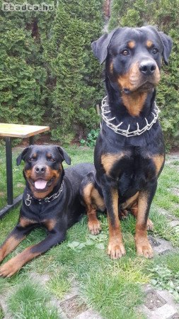 Elado Rottweiler fajtatiszta jellegu kiskutyak