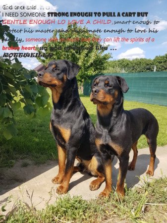 Elado Rottweiler fajtatiszta jellegu kiskutyak