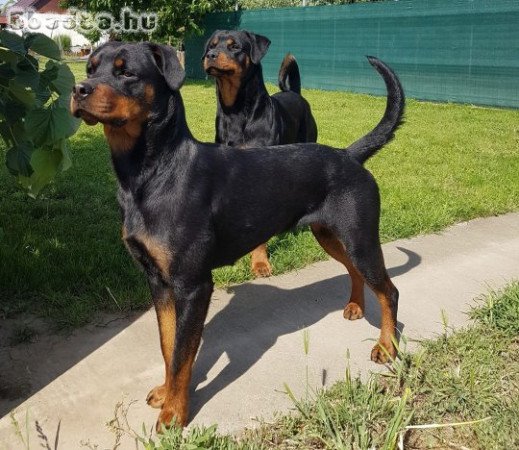 Elado Rottweiler fajtatiszta jellegu kiskutyak