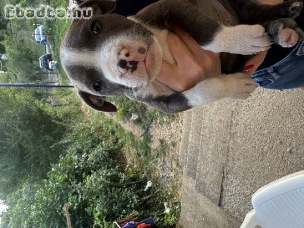 Staffi kutyuk  gazdit keresnek!