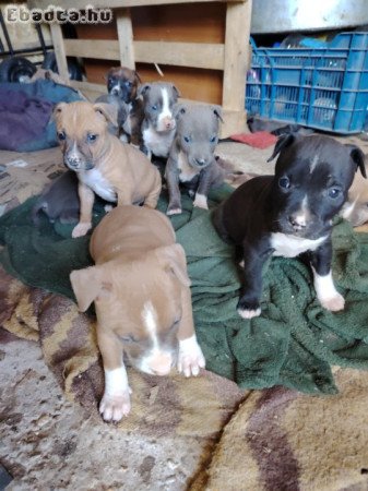 Staffi kutyuk  gazdit keresnek!