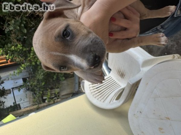 Staffi kutyuk  gazdit keresnek!