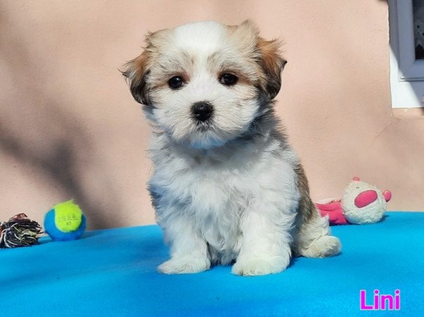 Bichon Havanese