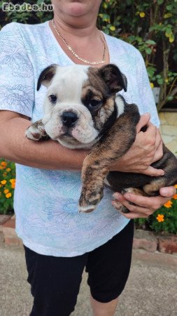 8 hetes Angol bulldog kiskutyák