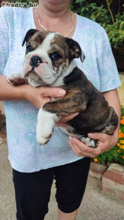 8 hetes Angol bulldog kiskutyák