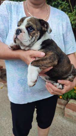 8 hetes Angol bulldog kiskutyák