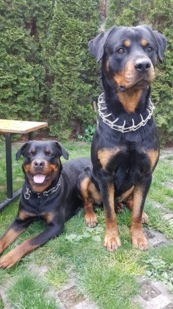 rottweiler