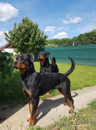 rottweiler