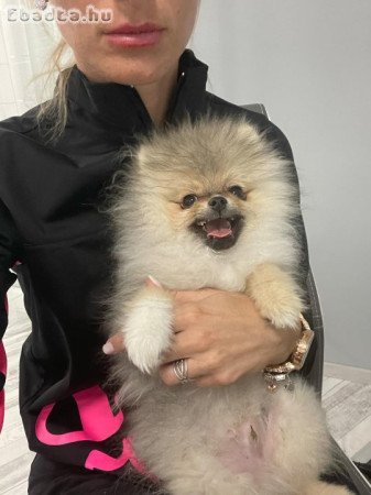 POMERÁNIAI TÖRPESPICC