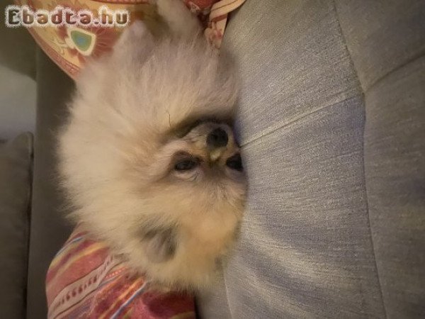 POMERÁNIAI TÖRPESPICC