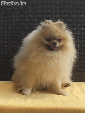 POMERÁNIAI TÖRPESPICC