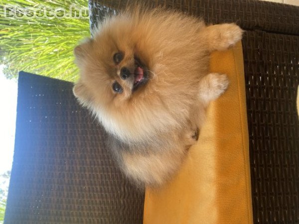 POMERÁNIAI TÖRPESPICC