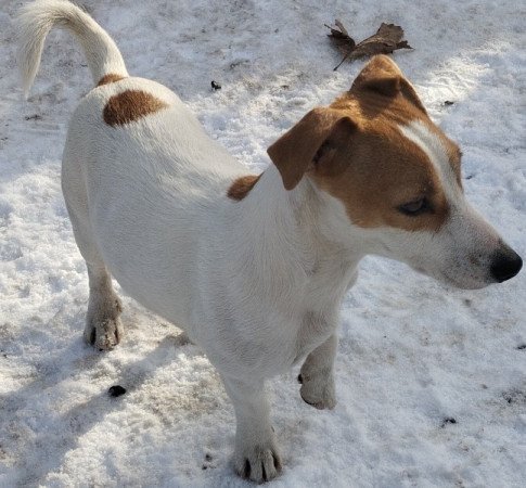 Jack Russel terrier