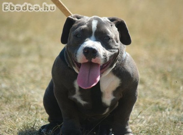 American bully kis kutyák!