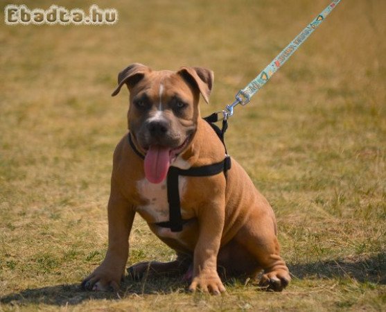 American bully kis kutyák!