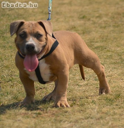 American bully kis kutyák!