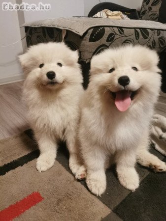 Samoyed kölyök kutyák