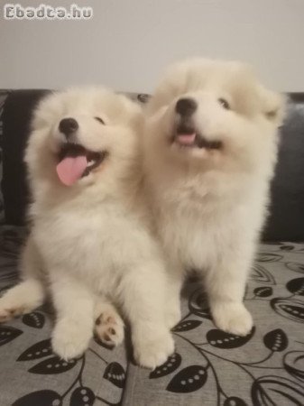 Samoyed kölyök kutyák