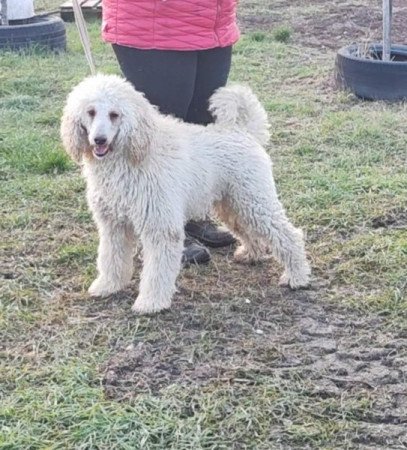 goldendoodle