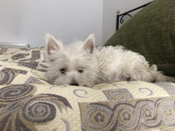 West Highland White Terrier