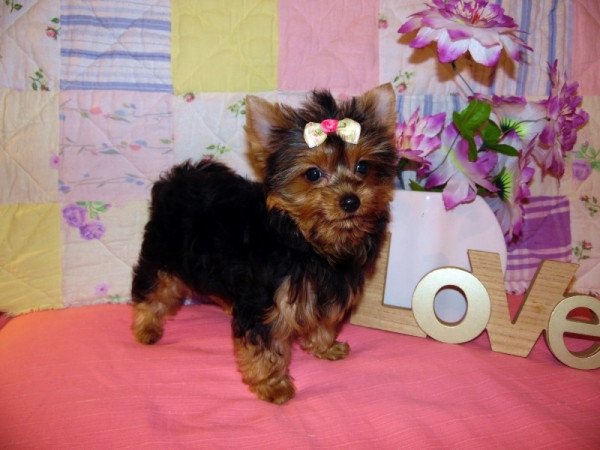 Yorkshire Terrier, Yorki