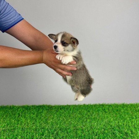 Pembroke Welsh Corgi