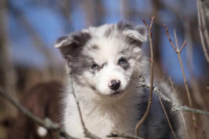 Border Collie