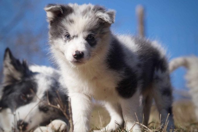 Border Collie