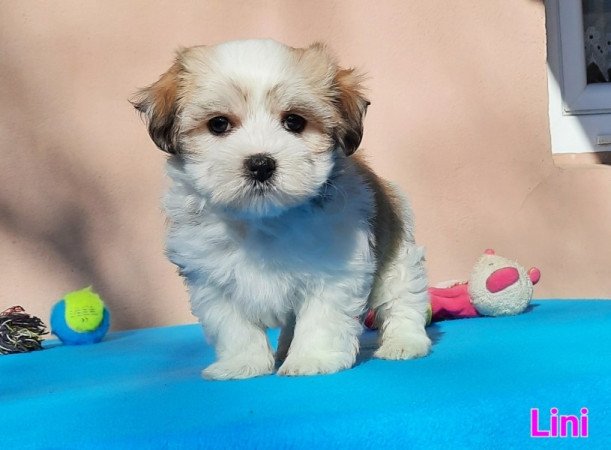 Bichon Havanese