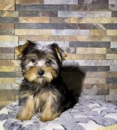Yorkshire Terrier