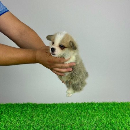 Pembroke Welsh Corgi