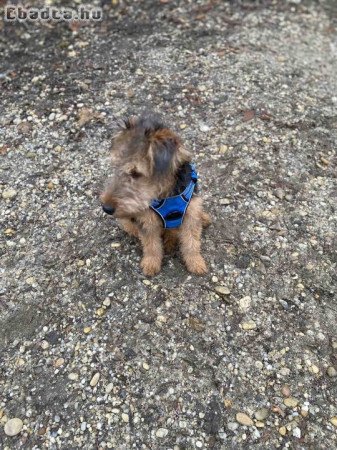 6 hónapos welsh terrier