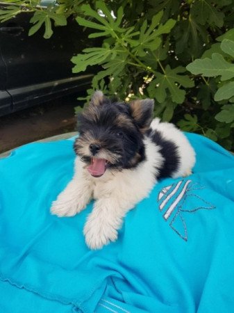 Yorkshire terrier biewer