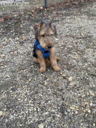 6 hónapos welsh terrier