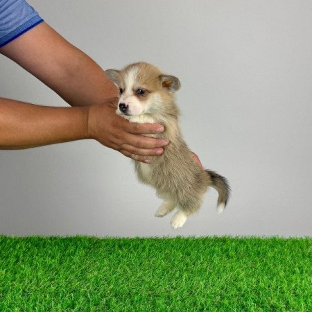 Pembroke Welsh Corgi